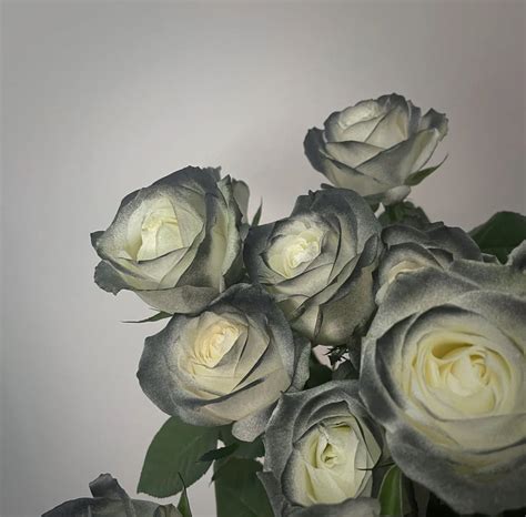 Black Roses Delivery London at Ryan Fitzsimons blog