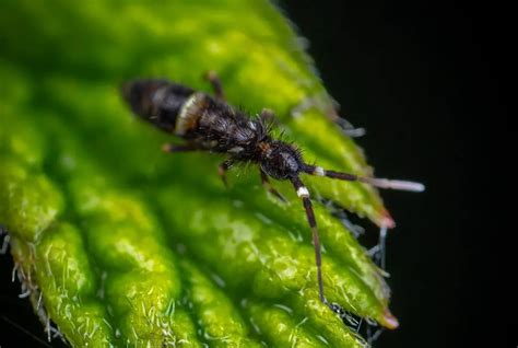 Image result for Biting Spring Tails