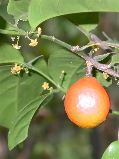 Salacia oblonga, Ponkorandi, Salacia, പൊൻകൊരണ്ടി | SMPB Kerala