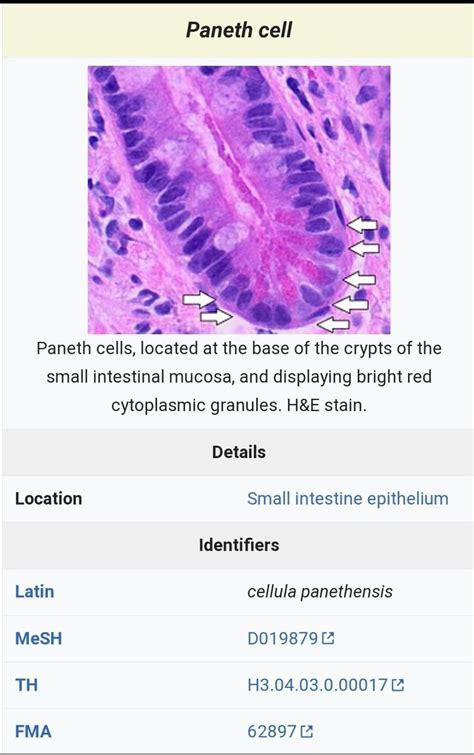 do paneth cells secrete succus entericus?or they just secrete lysozyme ...