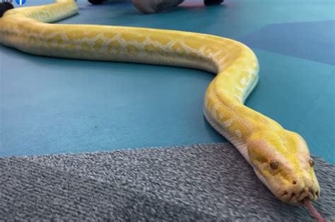 Image result for 12 Foot Python