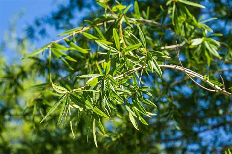 How to Grow and Care for Willow Oak Trees | Gardener's Path