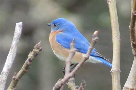 Image result for Homemade Bird Nesting Box Plans