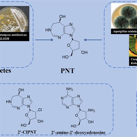 Structure of Pnt2002 的图像结果