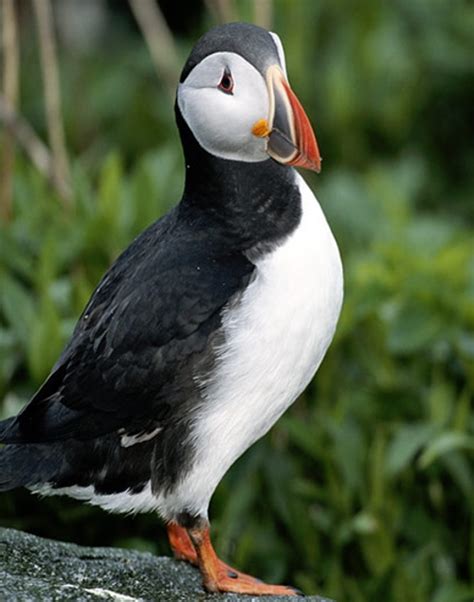 Adopt a Puffin As a Gift for Someone | National Audubon Society