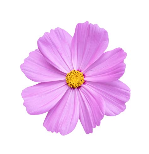 Image result for Flower