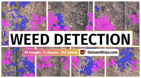 Carrot-Weed - Dataset Ninja