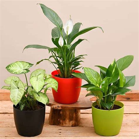 Mphmi Plants Air Purifying Indoor Plants for Money Plant Office Desk ...