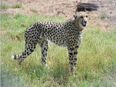 Centre sets up 9-member taskforce for monitoring cheetahs in Kuno ...