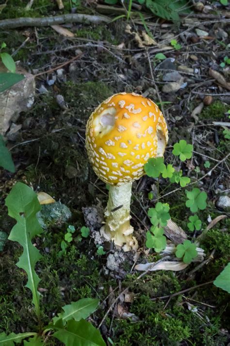 Amanita muscaria var. guessowii. By Richard Jacob | Western ...