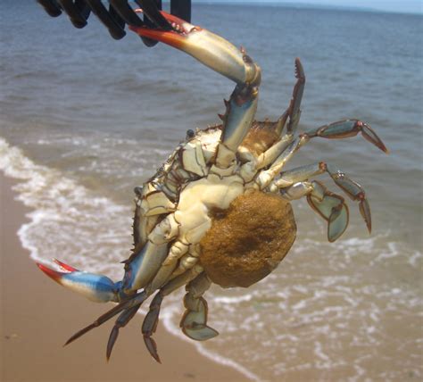 Bildergebnis für crab+and+lobster+pregnant