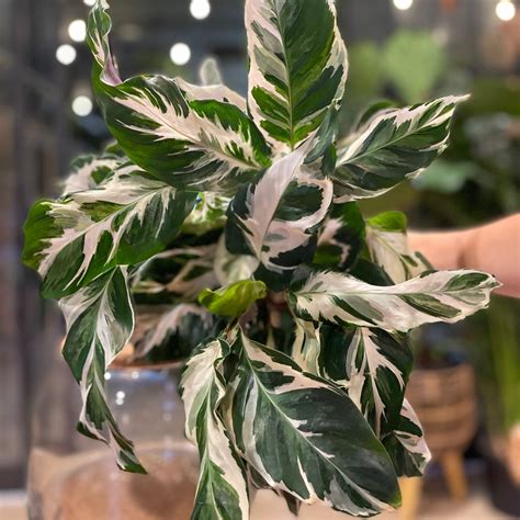 Calathea Stella 6” | spotted leaf plant company