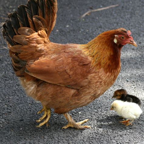 Chicken Little Game GUI Java 的图像结果