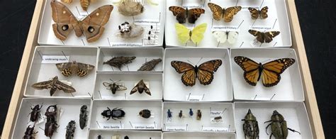 Image result for Giant Insect Lab Gallery