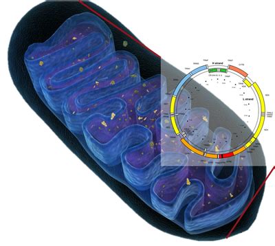 Therapies | Genome Biologics