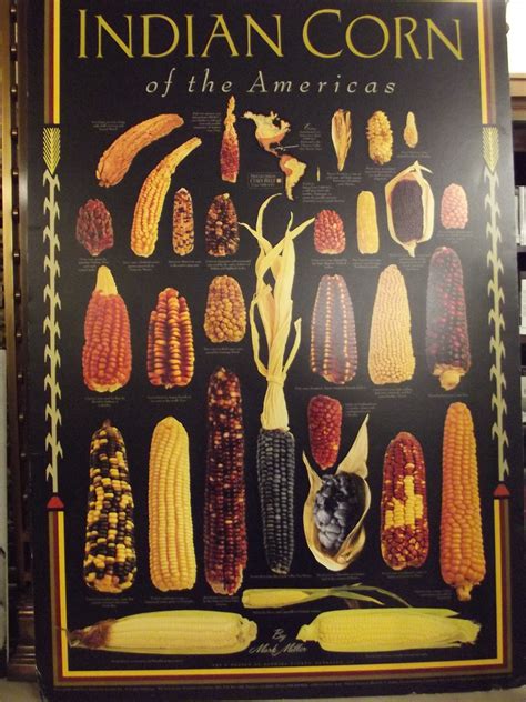 Jamie Rockers Travel. write. Photograph. blog. | Glass gem corn, Indian ...