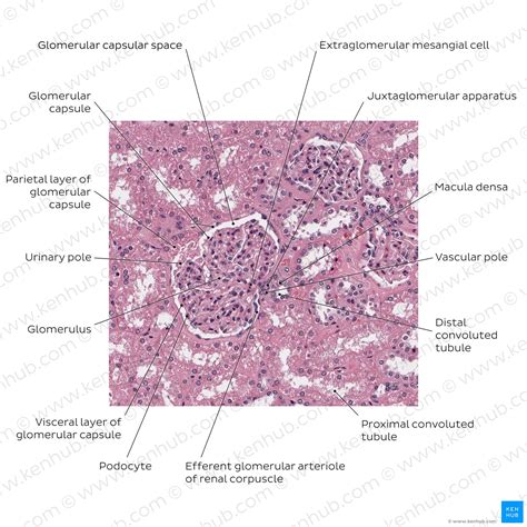 Function Loop Of Henle