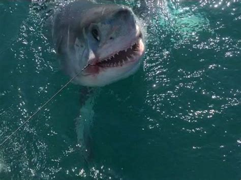 Image result for Snakes Exploding