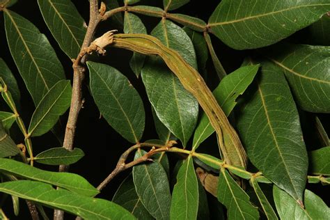 Inga vera Willd. | Plants of the World Online | Kew Science