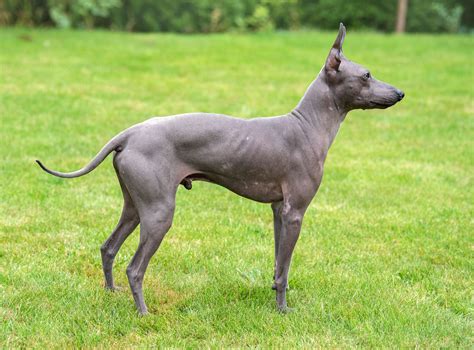 Skinny Dog Breed - driftideakit