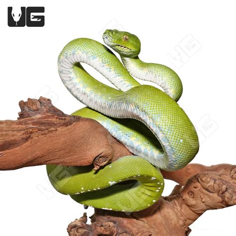 Image result for Adult Green Tree Python