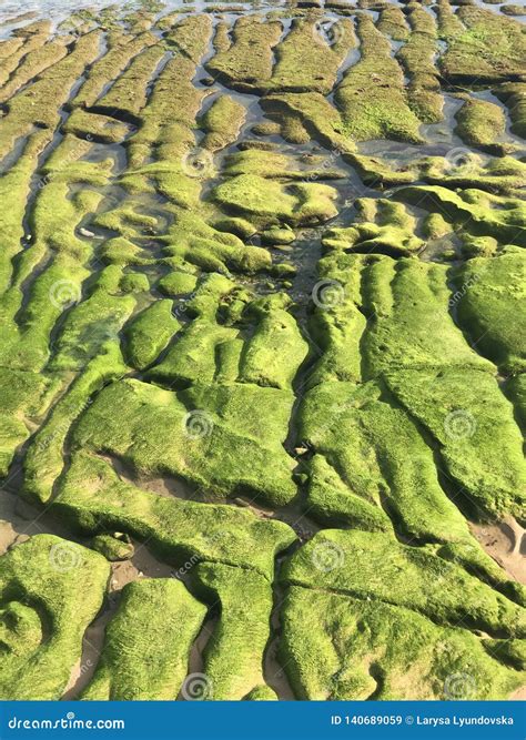 An Interesting Relief of the Spanish Coast - Green Algae on the Stones ...
