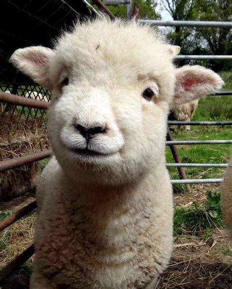 Adorable Babydoll Southdown Sheep