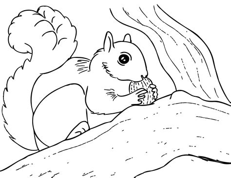 Baby Squirrel Coloring Pages