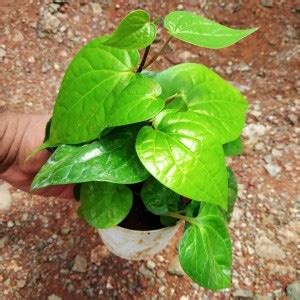 hasi plants Betel Leaf Plant Price in India - Buy hasi plants Betel ...