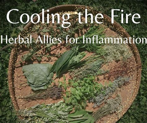 Cooling the Fire: Plant Allies for Inflammation, 110 Mill St, Gahanna ...