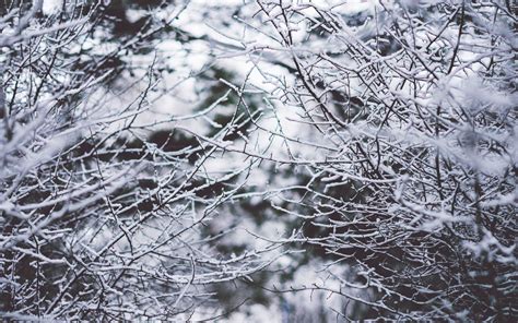 Download wallpaper 3840x2400 branches, frost, snow, fog, blur 4k ultra ...