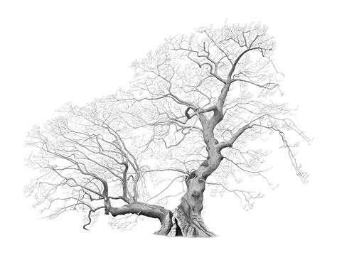 Virtual exhibition: A Legacy of Ancient Oaks | Kew