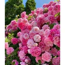 200 Mix Climbing Rose Seeds For Planting Outdoors-Perennial Rose Flower ...