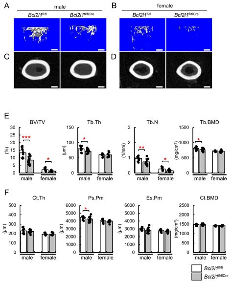 Bcl2l1 Deficiency in Osteoblasts Reduces the Trabecular Bone Due to ...
