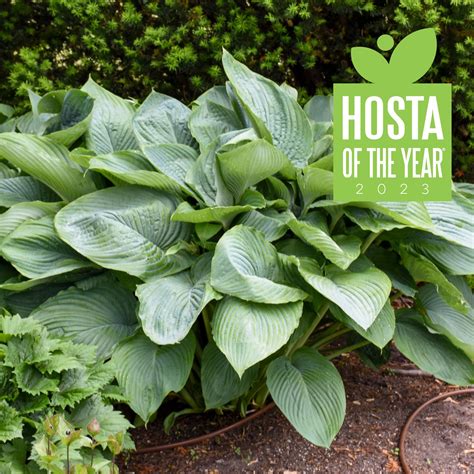Empress Wu Hosta - New Blooms Nursery