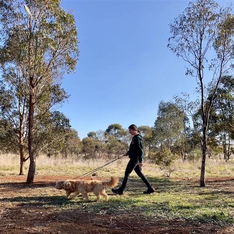 Dog Boarding Canberra