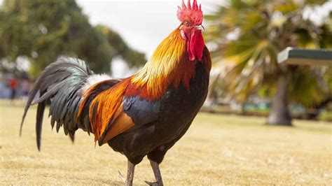 La sostenibilidad de las plumas naturales