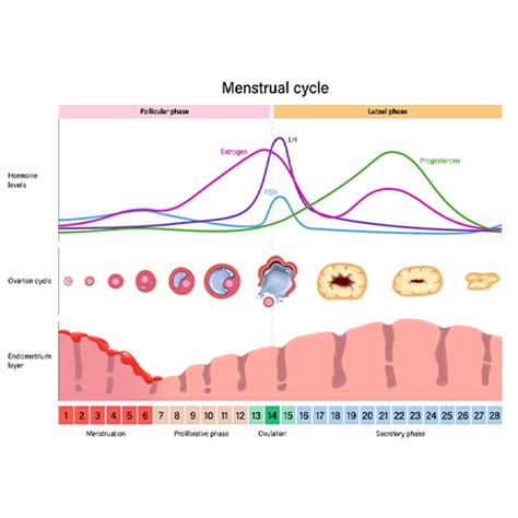 Understanding Hormones During Menstrual Cycle Phases — Azah