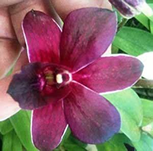 Dendrobium Live Orchid Plant - KATING DANG : Amazon.in: Garden & Outdoors