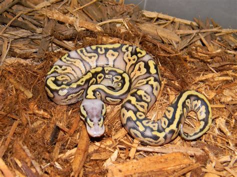 Superfly Ball Python 的图像结果