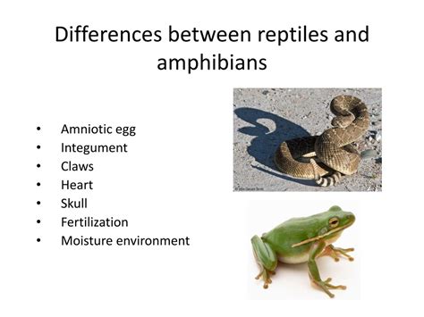 PPT - Exploring Amphibian and Reptile Diversity: A Herpetologist’s ...