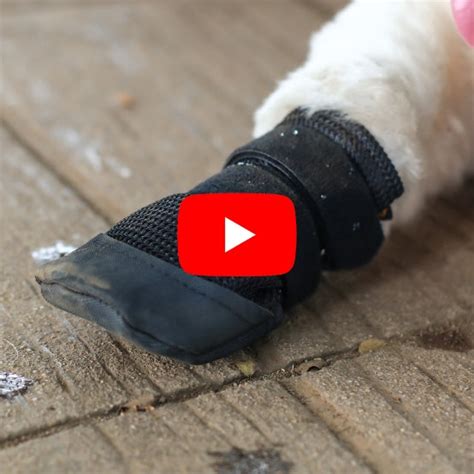 How to Wear Zoof Pet Gear | Dog Shoes & Harness Guide – Zoof Pets