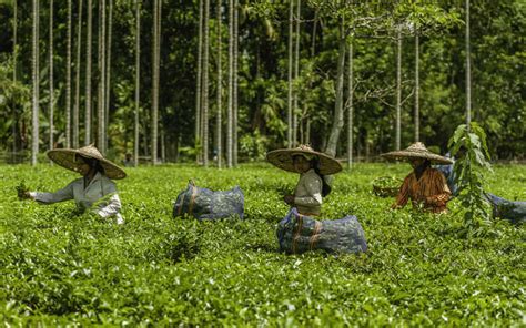 15 Best Tea Estates In Assam That Are A Must-Visit For All