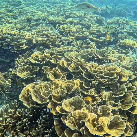 NALUSUAN ISLAND RESORT & MARINE SANCTUARY (Mactan Island, Cebu Island ...