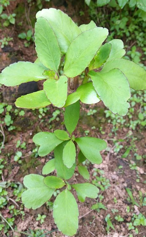 Devbhoomi Agrotech Panfuti, Vernacular, Bryophyllum Pinnatum, The ...