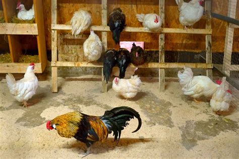 Cochin Bantam Chicken: Breed Profile, Facts & Pictures