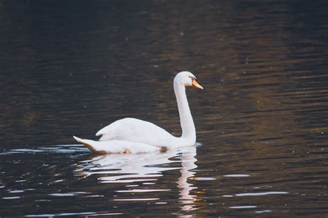 Free Images : vertebrate, water bird, white, ducks, geese and swans ...