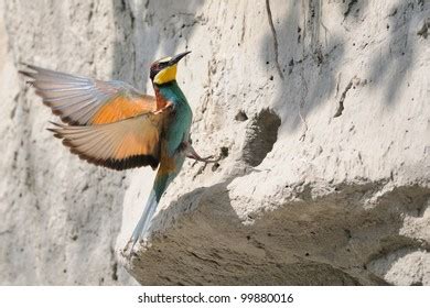 Image result for European Bee-eater Flying Back View
