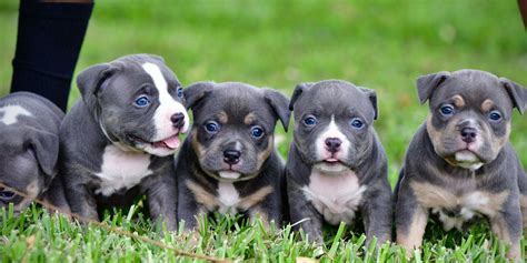 Xl Bully X Pocket Bully Puppy at Carl Hendricks blog