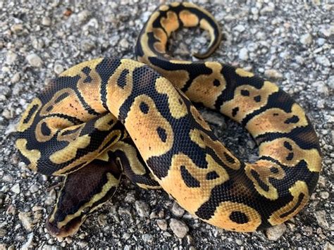 Image result for Champagne Ball Python